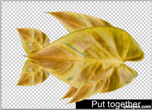 Creation of Fish Above Trees: Step 2
