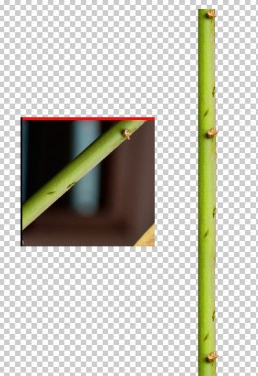 Creation of Fish Above Trees: Step 12