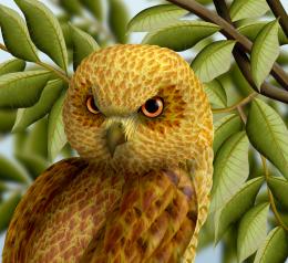 Golden Headed Owl Picture