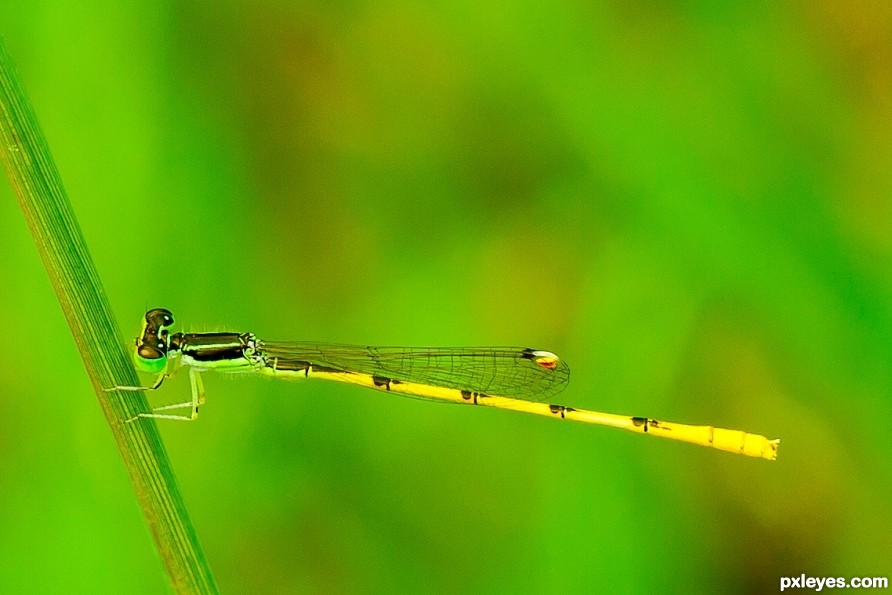 damselfly