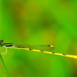 damselfly