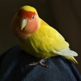 Lovebird