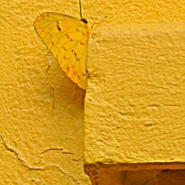 Okyellow