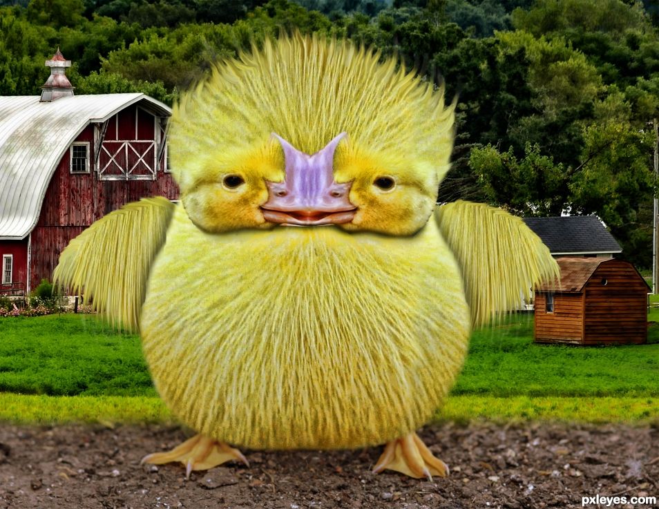 Chubby Chick