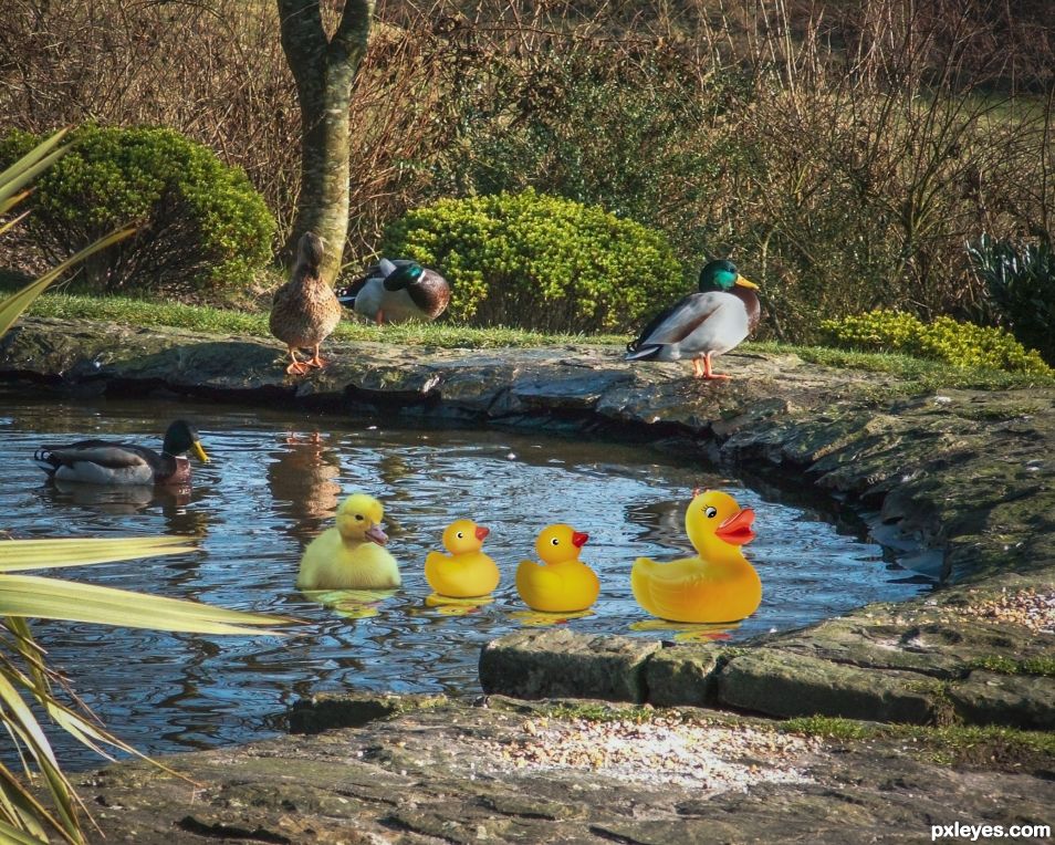 Confused Duckling