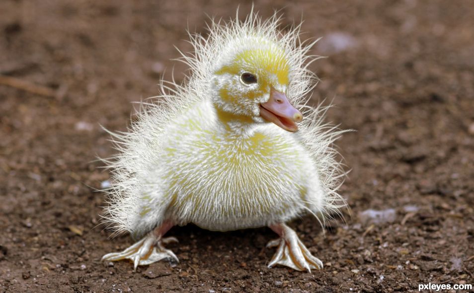 Super Fluffy Ducky