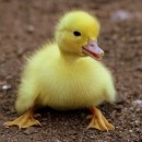 young duck source image