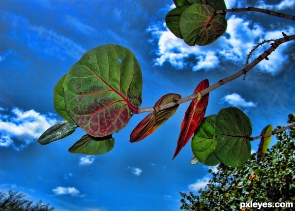 Benevolent Sea Grape Branch