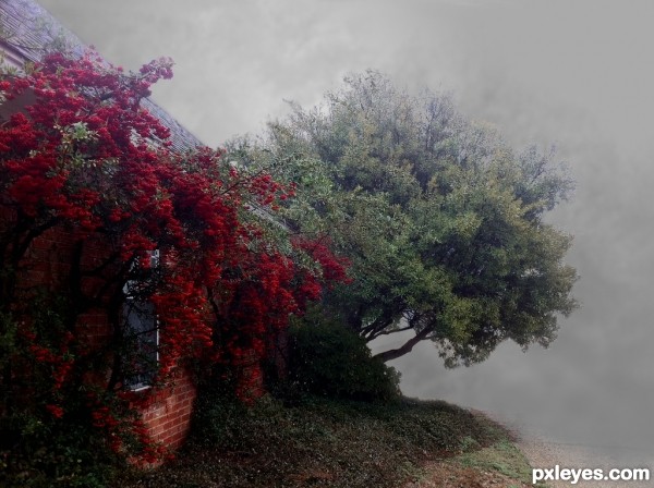 Firethorn Berries in Fog