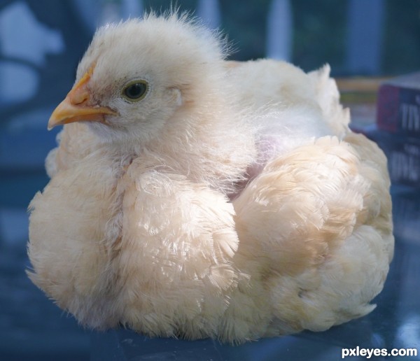 Orphan Chick