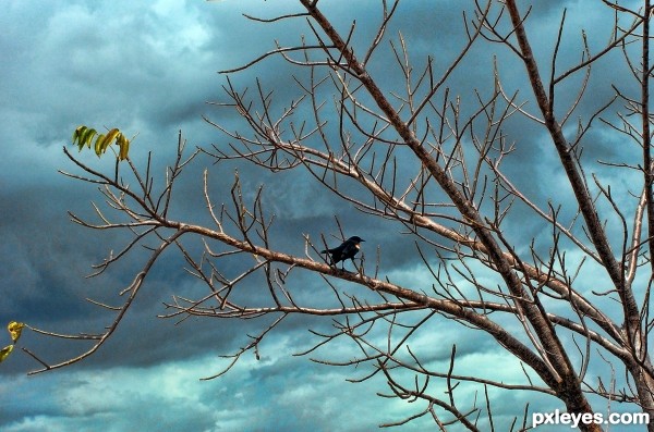 Red-winged Blackbird in Decimated Tree