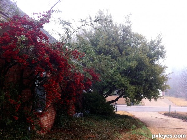 Creation of Firethorn Berries in Fog: Step 1