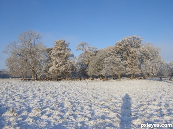 Snowy Shadow