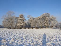 Snowy Shadow