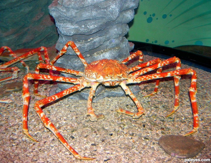 Cancer (Crab)