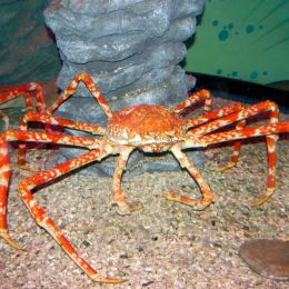 CancerCrab