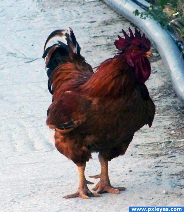 Chinese zodiac: Super rooster