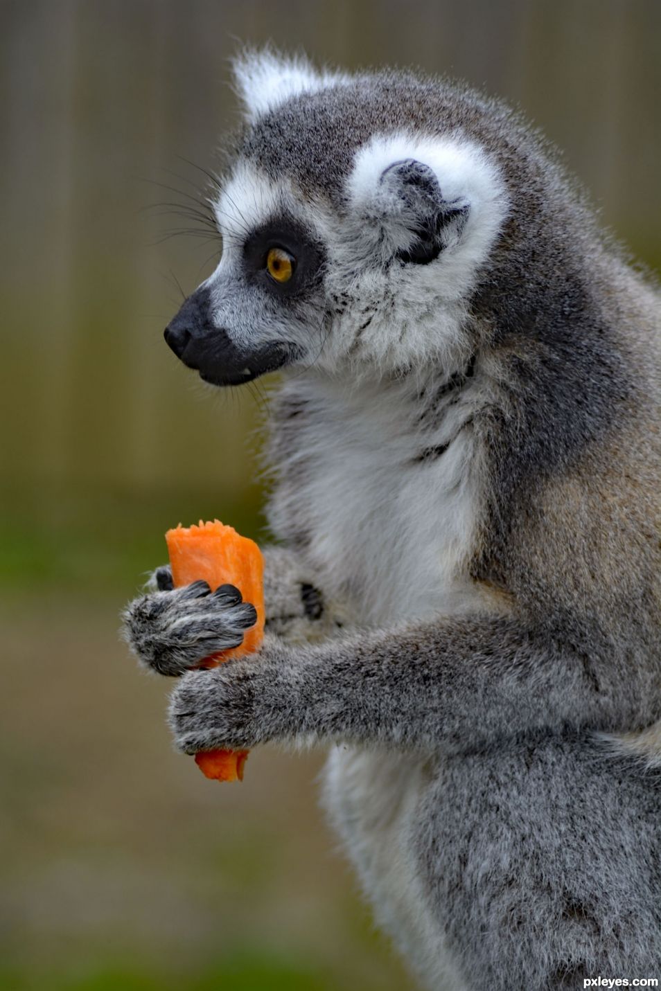 Lemur