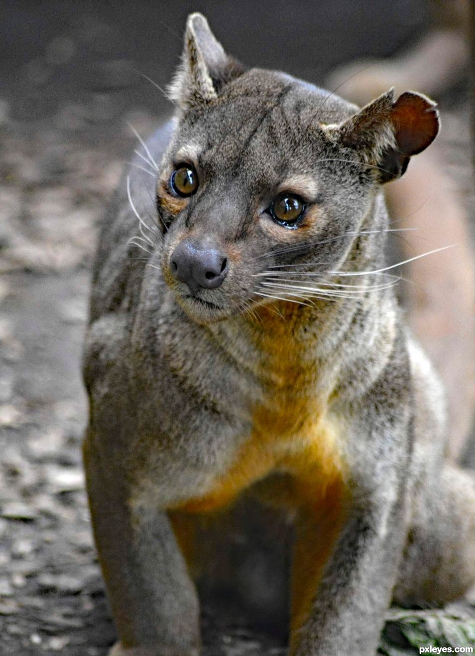 Madagascar Fossa