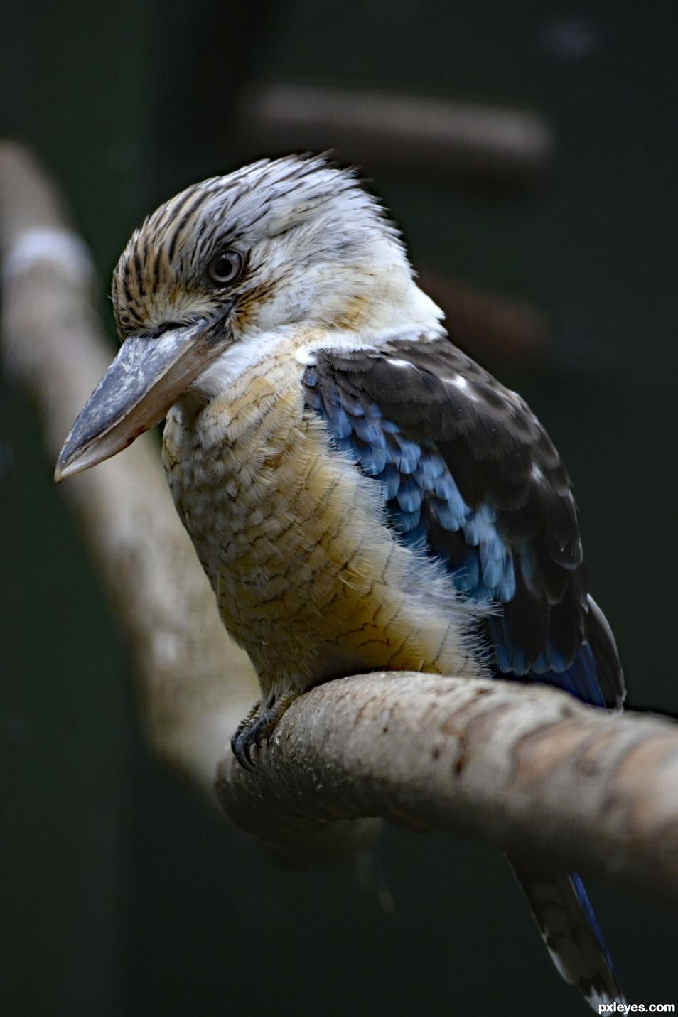 Kookabura