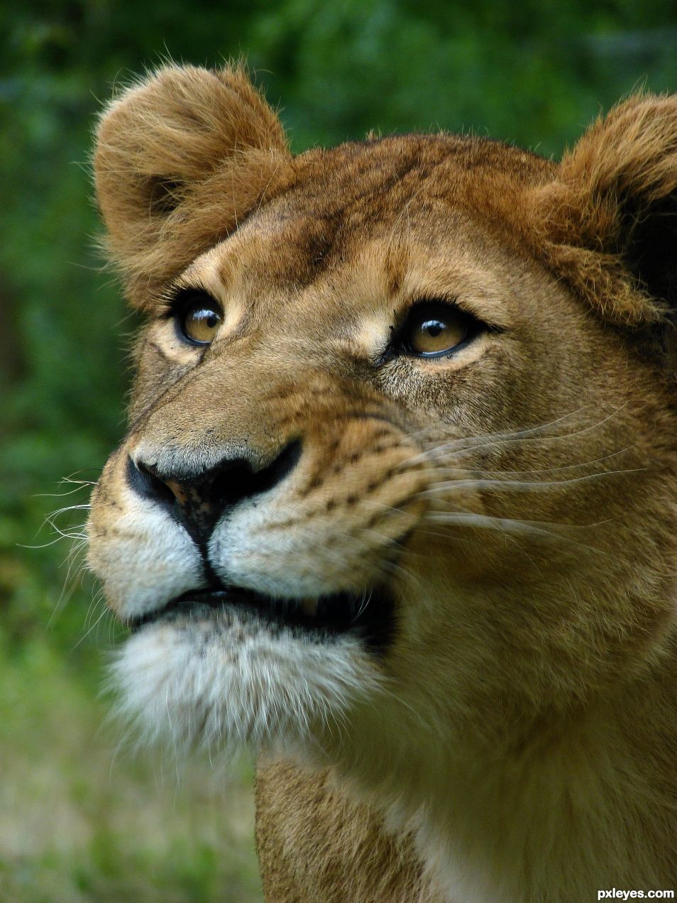 Lioness making funny face