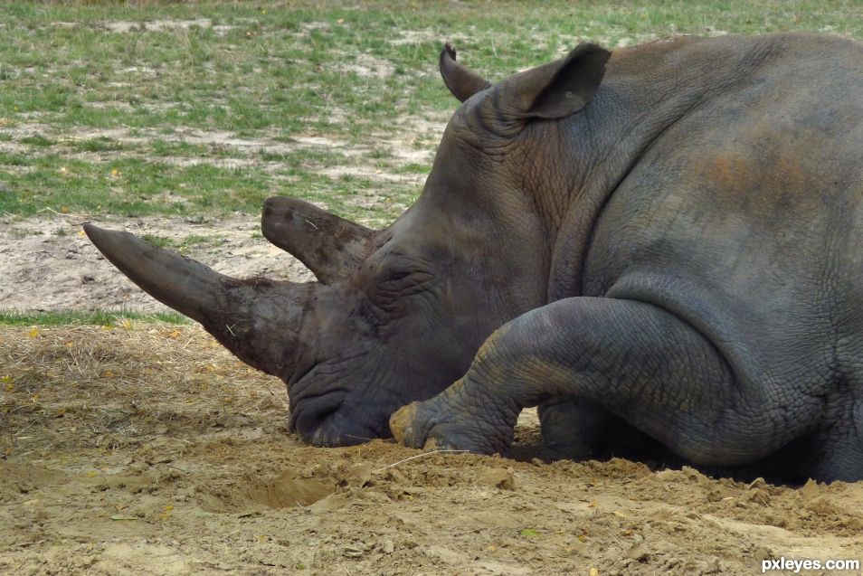 Sleeping rhinoceros