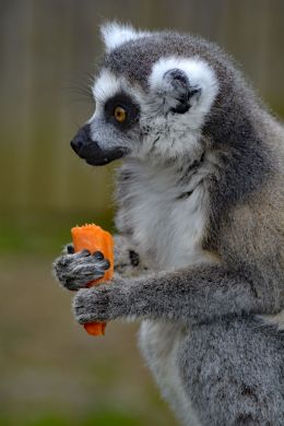 Lemur