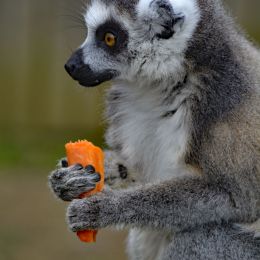 Lemur