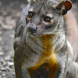 MadagascarFossa