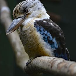 Kookabura