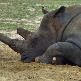Sleepingrhinoceros