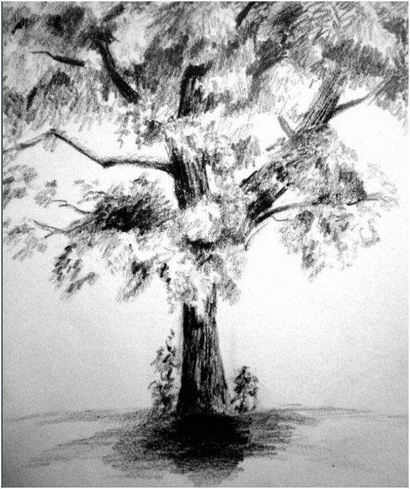 tree drawings pencil. Add the shadow of the tree on