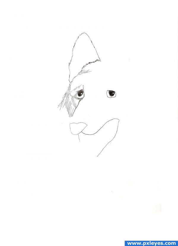 step 81 draw in the top of head and left ear drawing will guide you