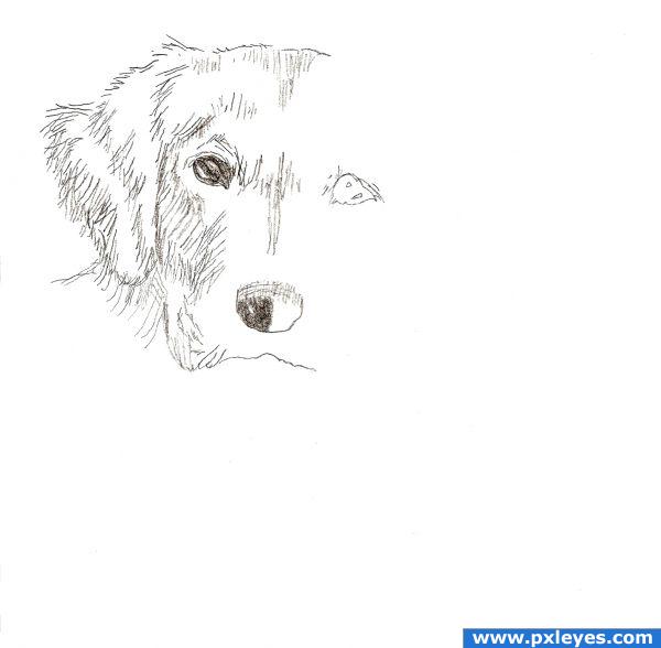 Featured image of post How To Draw A Dog Head Step By Step - How draw dog head step by step.