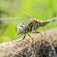 Photography Tutorial: Lens Reversing Macro