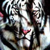 avatar PSKING