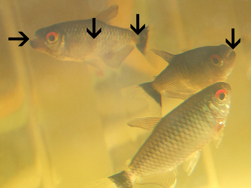 What is a red eye tetra?