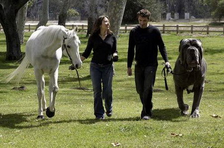 Largest dog Photoshop Picture