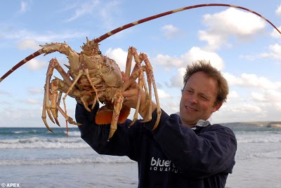 Largest alive lobster Photoshop Picture