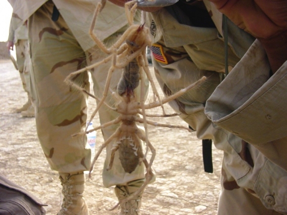 Camel spider Photoshop Picture