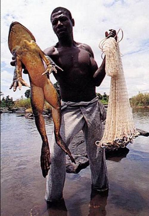 Largest Frog Photoshop Picture
