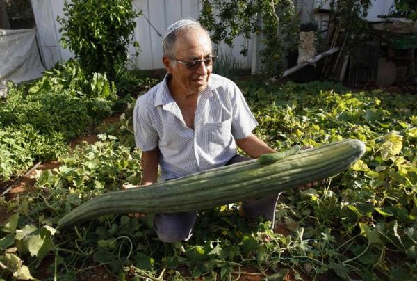 Largest cucumber Photoshop Picture