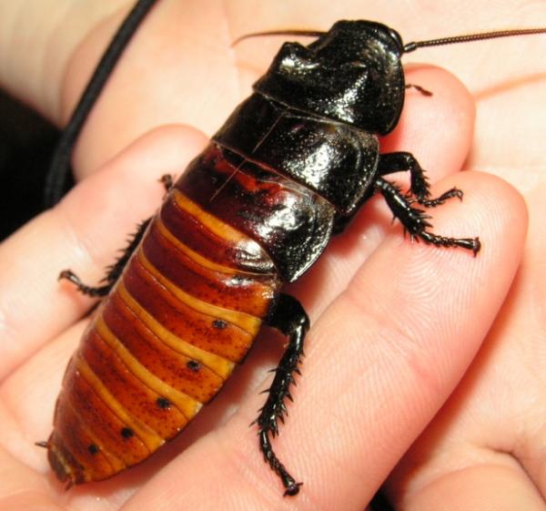 madagascar hissing cockroaches