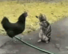 4ea9284b38fac.gif