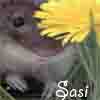 avatar Sasi
