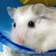 avatar dwarfhamster