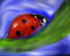 avatarladybug