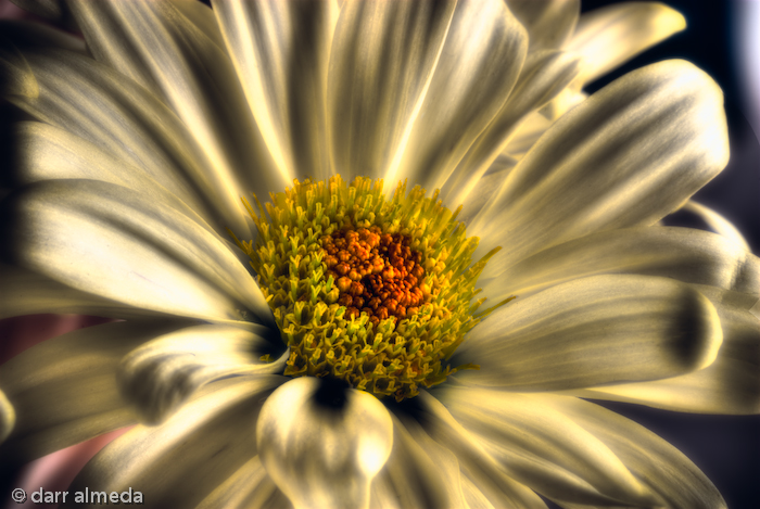 Hdr Flower